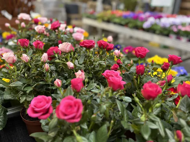 Wer seine Gefühle durch die Blume zeigen möchte, hat die Qual der Wah | Foto: MeinBezirk/Gerda Sammer-Schmidt