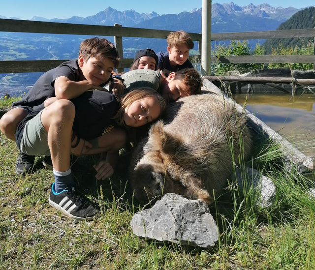 Besuch der Schultiere auf ihrer Sommerfrische auf der Arzler Alm. | Foto: Thomas Berti