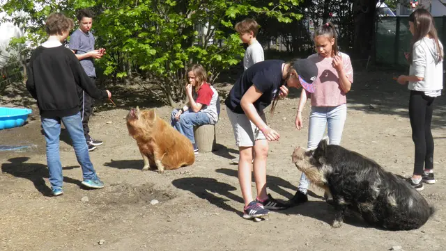Die erste Generation von Kune Kune Schweinen: Gunda und Floyd.  | Foto: Thomas Berti