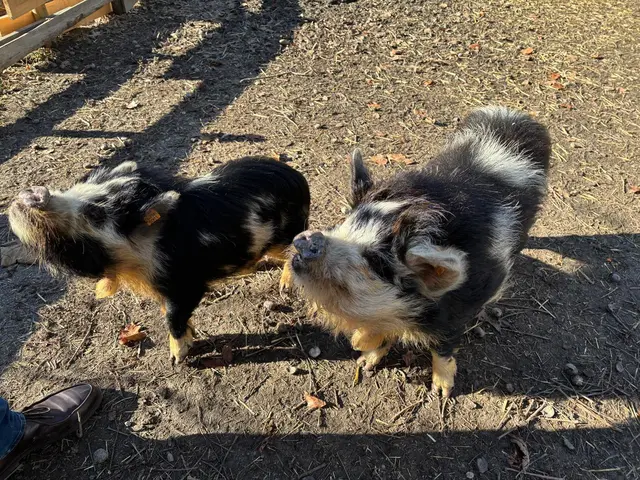 Lotti und Rosa, die Kune Kune Schweine des Reithmanngymnasiums warten auf ihren Mittagssnack. | Foto: Königer