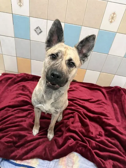 Shaya ist eine einjährige Husky-Labrador-Mischlingshündin. | Foto: Tierheim Wels