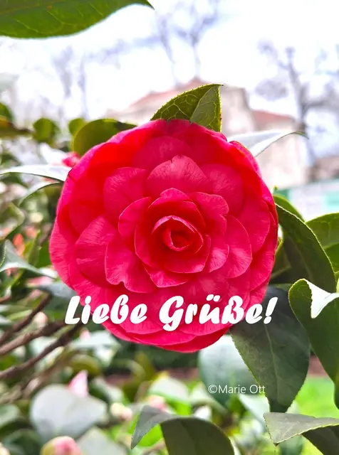 Liebe Grüße!
