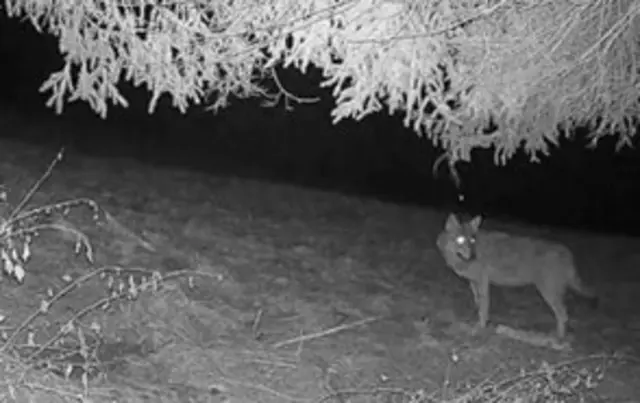 Wolf auf einer Wildkameraaufnahme im Bezirk Innsbruck-Land, Jahresbericht 2025, Land Tirol | Foto: Eric Kometer