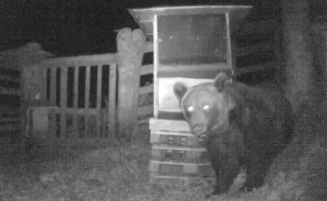 Bär in einer Wildfütterung in Nauders, Jahresbericht 2025 Land Tirol | Foto: Jagd Parditsch-Mund