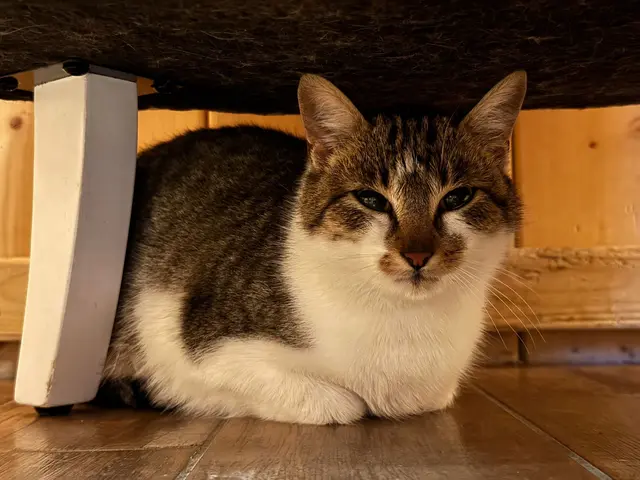 Fergie ist noch vorsichtig und braucht Zeit, um Vertrauen zu fassen. Die Katzendame und der Kater Murphy sind unzertrennlich. | Foto: Gut Aiderbichl Henndorf