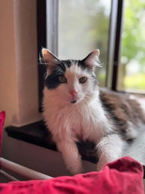 Sammy ist ein 12-jähriger, ruhiger Kater, der freundlich und gelassen ist. Zu seinen ehemaligen Katzenfreunden hatte er keine enge Bindung, aber er sollte nicht ohne Artgenossen leben. | Foto: Gut Aiderbichl Deggendorf