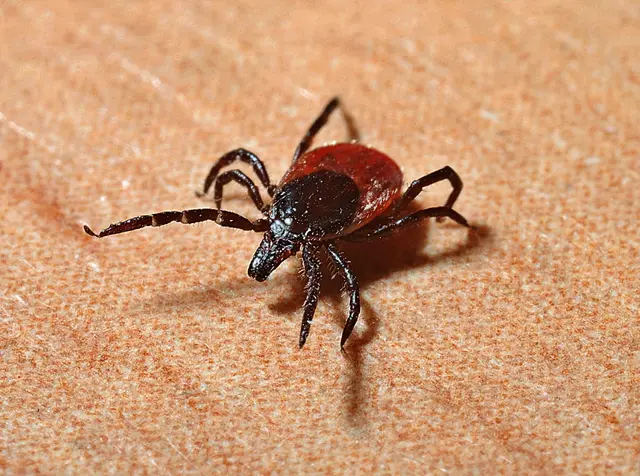 Die Zeckensaison startet längst nicht mehr im Frühjahr: Schon im Februar oder an milden Wintertagen warten die Parasiten auf ihre Wirte. | Foto: pixabay (Symbol)