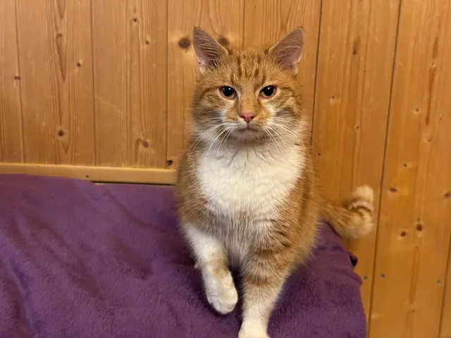 Murphy liebt Menschen und Kuscheleinheiten sehr. Er und Fergie ergänzen sich perfekt und werden nur gemeinsam vermittelt. | Foto: Gut Aiderbichl Henndorf