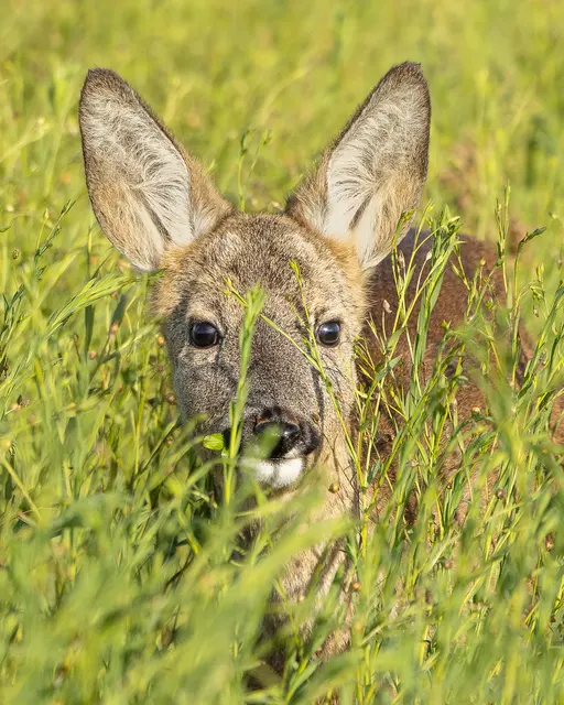Auch Zecken auf Wildtieren sollen gemeldet werden. | Foto: Thomas Berwein