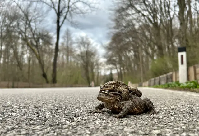 Für die ca. sechswöchige Wanderperiode werden auf der Amphibienstrecke zwischen Sulz und Sittendorf noch dringend Mithelfer gesucht. | Foto: Sigrid Peer