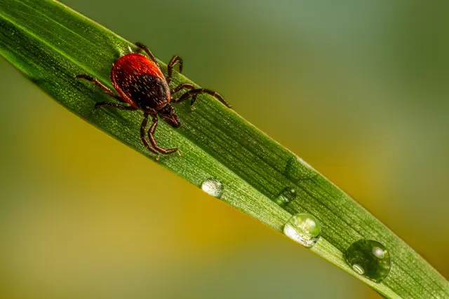 Foto: Unsplash.com
