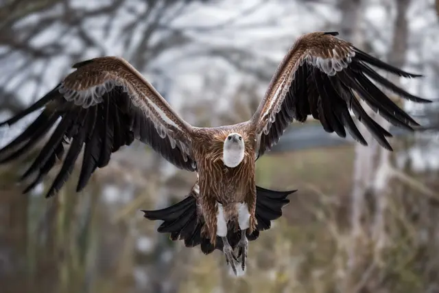Mit der Spezialführung "Tiere in der kalten Jahreszeit" will der Zoo Schmiding in Kreglbach zeigen, wie sich  Tiere an den Winter anpassen. | Foto: Zoo Schmiding /Sterns