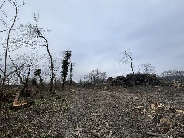 Gleich hinter der Hundezone befindet sich die Fläche, auf der die Bäume gerodet wurden. | Foto: MeinBezirk/Seebacher