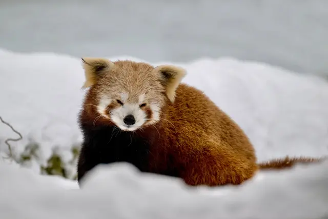 Mit der Spezialführung "Tiere in der kalten Jahreszeit" will der Zoo Schmiding in Kreglbach zeigen, wie sich  Tiere an den Winter anpassen. | Foto: Zoo Schmiding /Sterns
