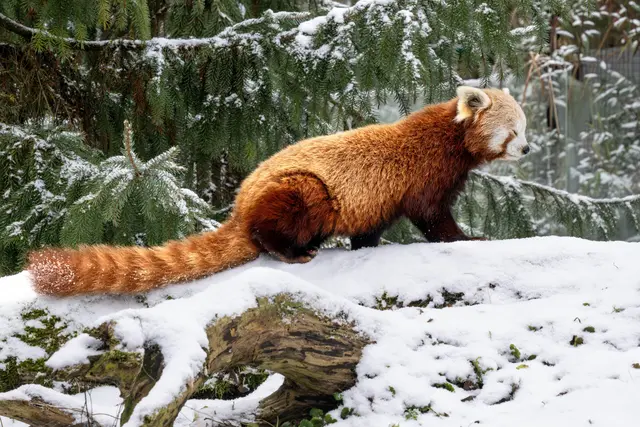 Mit der Spezialführung "Tiere in der kalten Jahreszeit" will der Zoo Schmiding in Kreglbach zeigen, wie sich  Tiere an den Winter anpassen. | Foto: Zoo Schmiding /Sterns