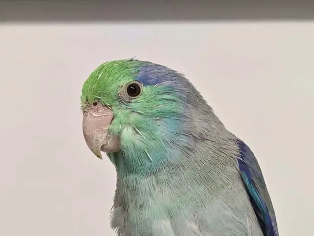 Ludwig sucht ein artgerechtes Zuhause, in dem auch eine Papageidame wohnt. | Foto: TSV St. Pölten