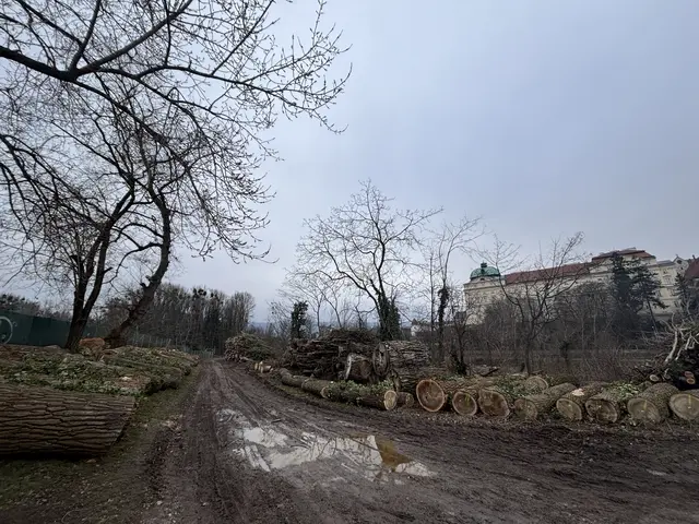 Kürzlich ließ das Stift Klosterneuburg mehrere Bäume hinter der neuen Hundezone unweit des Happyland schlägern. | Foto: MeinBezirk/Seebacher