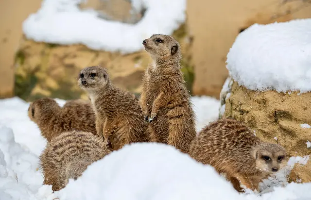 Mit der Spezialführung "Tiere in der kalten Jahreszeit" will der Zoo Schmiding in Kreglbach zeigen, wie sich  Tiere an den Winter anpassen. | Foto: Zoo Schmiding /Sterns