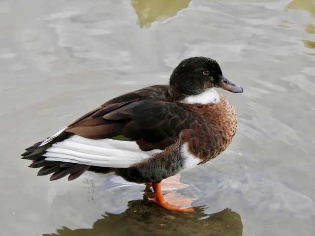 Stockente