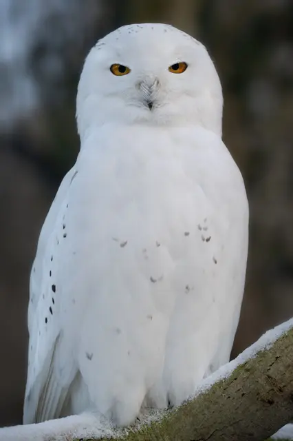 Mit der Spezialführung "Tiere in der kalten Jahreszeit" will der Zoo Schmiding in Kreglbach zeigen, wie sich  Tiere an den Winter anpassen. | Foto: Zoo Schmiding /Sterns