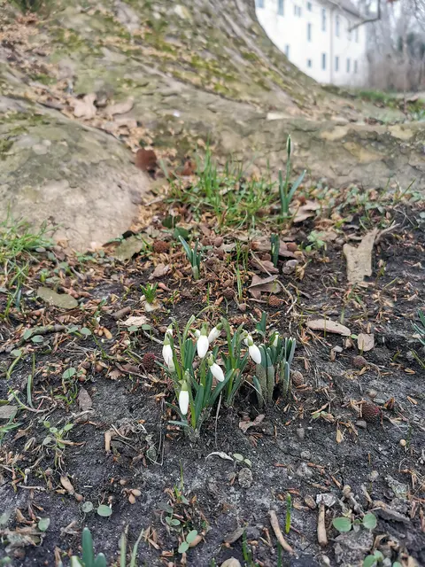 Erste Schneeglöckchen durchbrechen das braune Laub des Auwaldes | Foto: Nationalpark Donau-Auen