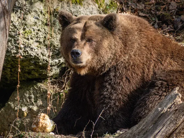 Während der Winterruhe zehren die Bären von ihren Fettreserven. | Foto: Zoo Salzburg/Ulrike Ulmann