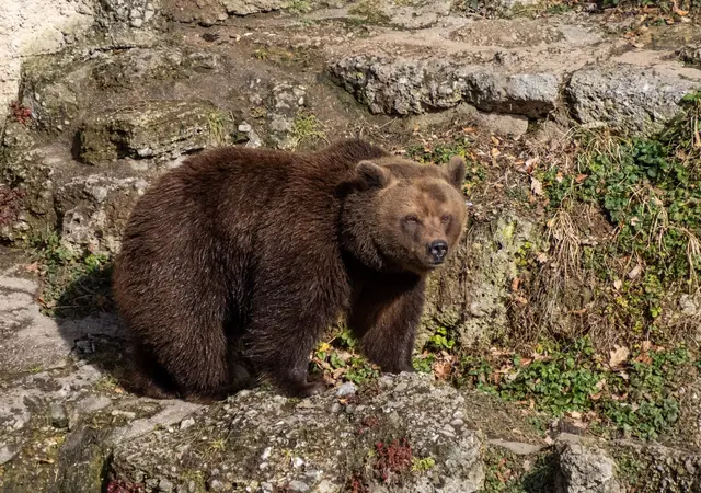 Die Braunbärin schläft gerne aus. Wir verstehen dich, Losa! | Foto: Zoo Salzburg/Ulrike Ulmann