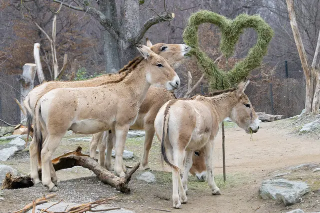 Am Valentinstag erfährt man im Tiergarten Schönbrunn mehr über das Liebesleben der Tiere. | Foto:  Daniel Zupanc