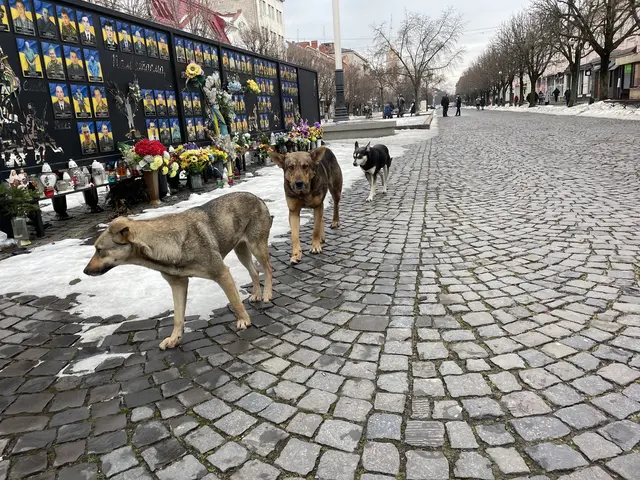 Der Bergheimer Verein brachte Hilfsgüter in die Ukraine. | Foto: RespekTiere