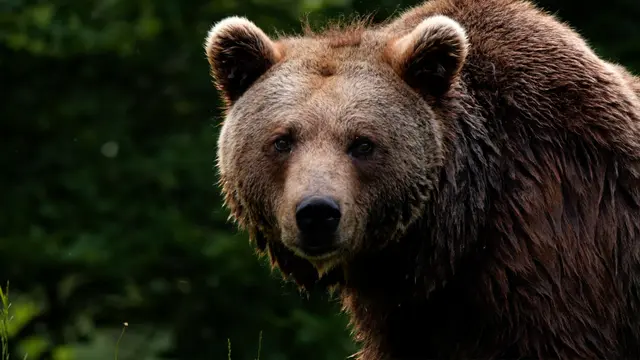 Braunbär im Cumberland Wildpark | Foto: Jutta Anna Wirth