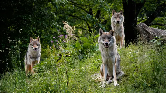 Europäische Wölfe im Cumberland Wildpark | Foto: Jutta Anna Wirth