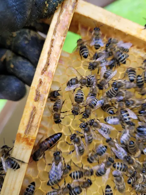 Foto: Bienenzuchtverein Möchling