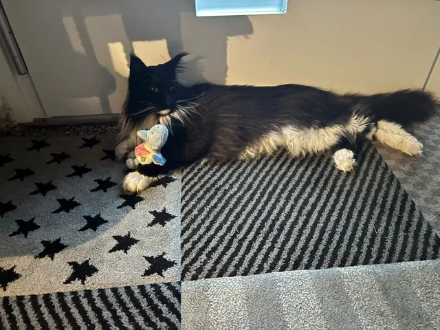Mogli ist wieder Zuhause. | Foto: Angelika Rieß