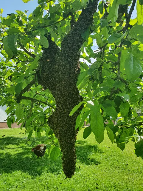 Foto: Bienenzuchtverein Möchling