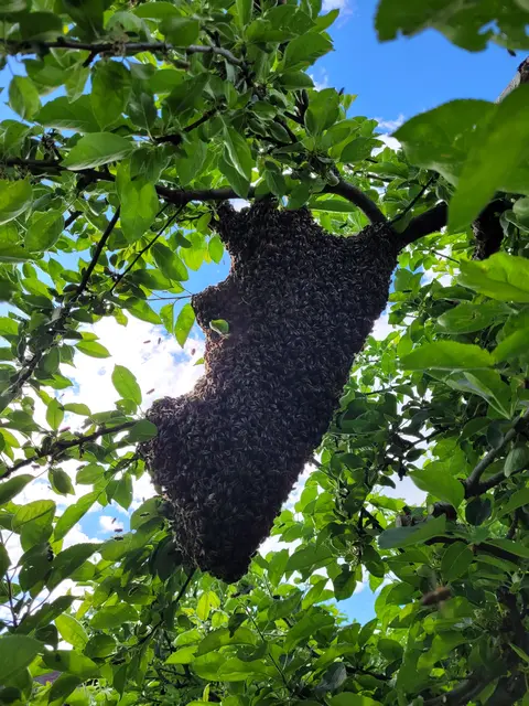 Foto: Bienenzuchtverein Möchling