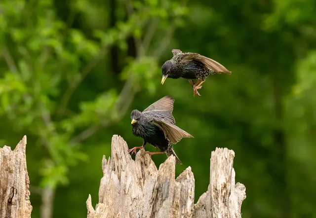 Richard Hilpold holt mit "Anflug" den ersten Platz.  | Foto: Hilpold