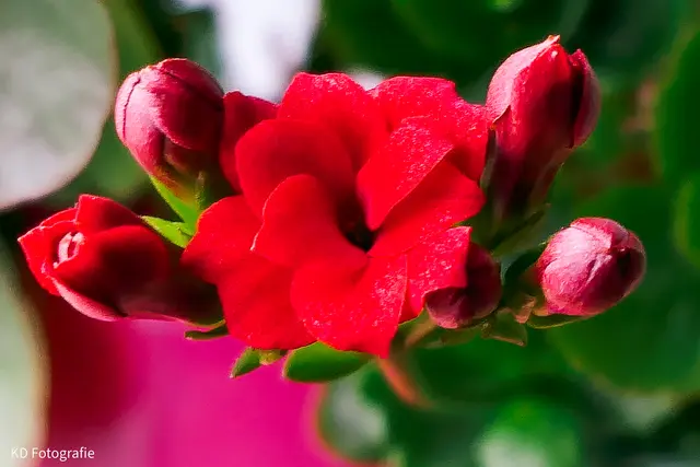 Neben stimmungsvollen Blumen standen Gespräche und persönliche Begegnungen im Mittelpunkt des Besuchs. | Foto: Dvoran