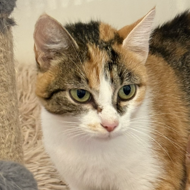 Elli ist eine junge Katze, die bereits seit Juni bei uns ist. Sie ist schüchtern und zurückhaltend und braucht Menschen, die ihr mit Ruhe, Geduld und Einfühlungsvermögen begegnen. | Foto: Tierheim Pinzgau