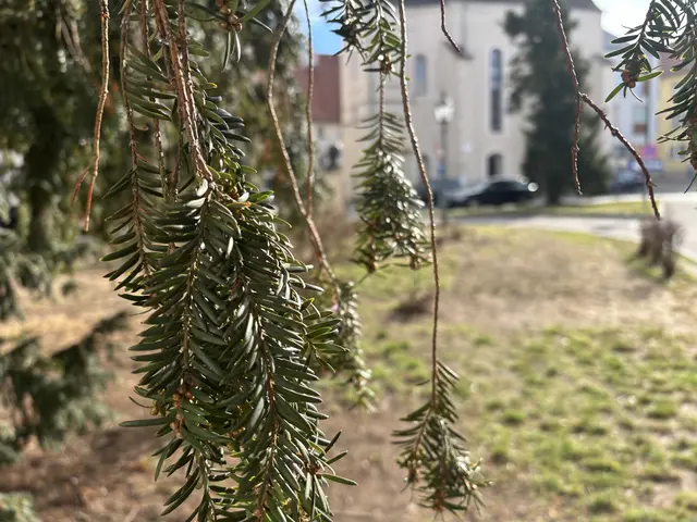 Der Hafnerplatz ist ein Ort mitten in Krems, auf dem es schon eine Grünfläche gibt. Diese soll in die neue Gestaltung miteinbezogen werden. Weitere Flächen werden entsiegelt. | Foto: sg