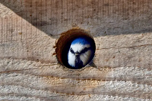 Eine Blaumeise sitzt in ihrem Nistkasten.  | Foto: Toni Faustmann/BirdLife