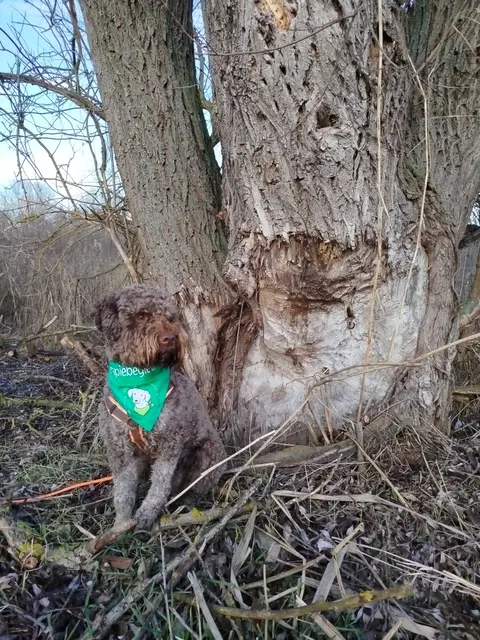 Mitunter sorgen auch Hund Scooper oder neugierige Ziegen für zusätzliche Naturerlebnisse.
 | Foto:  önj NÖ