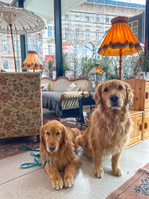 Im Restaurant "Habibi &amp; Hawara" am Platz der Sozialen Sicherheit im 3. Bezirk sind Hunde gern gesehen. | Foto: Angelika Mandler-Saul und Ulrike Miestinger