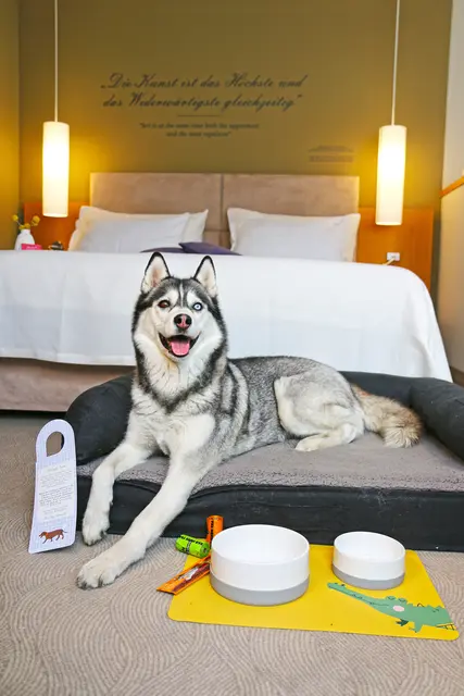 Im Henriette Stadthotel Vienna wurden Reinigungsmittel auf chemiefrei umgestellt, damit auch Huskydame Mila dieselbe Aufenthaltsqualität geboten wird wie zweibeinigen Gästen. | Foto: Henriette Stadthotel Vienna