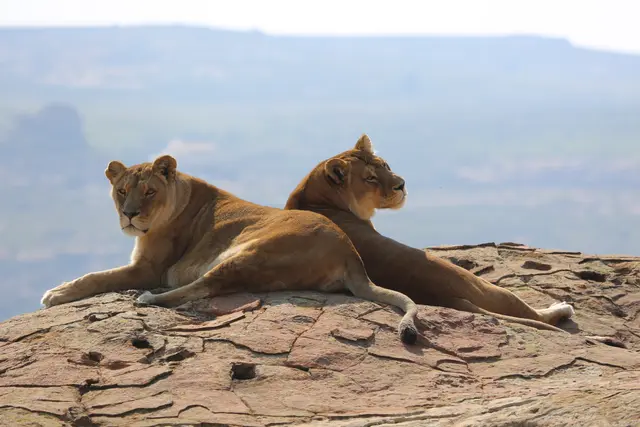 Anna und Kiara, die letzten überlebenden Löwinnen aus aus dem Safaripark Gänserndorf verstarben 2024 im Alter von 20 und 24 Jahren. | Foto: Vier Pfoten | Monika Girardi