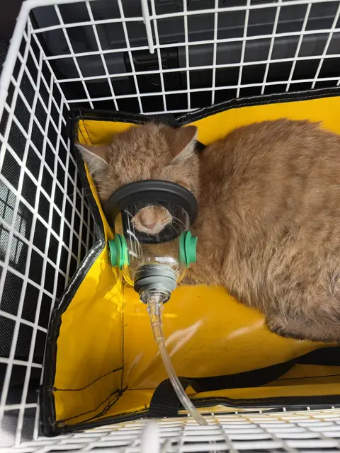 Sauerstoff für die Katzen: Nach dem Wohnungsbrand wurden alle Stubentiger von der Tierhilfe Gusental versorgt und überlebten das Feuer. | Foto: THG