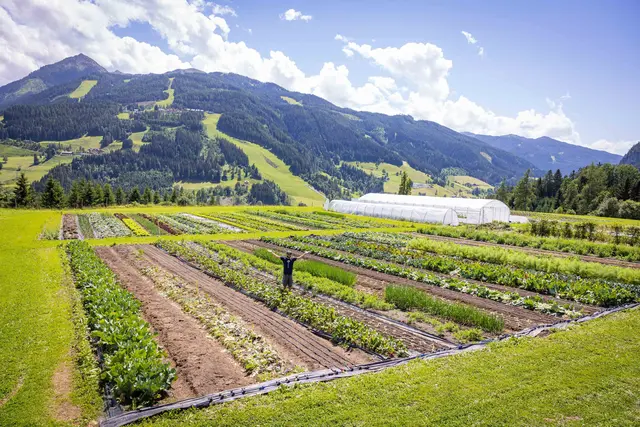 Michael Windberger hat einen Garten im Berg auf 960 Metern Seehöhe.  | Foto: Netzwek Kulinarik Wildbild
