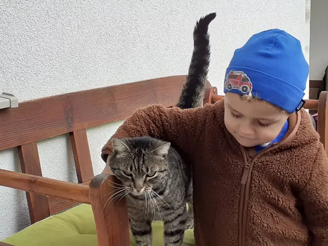 Die Katze "Hope" wird schmerzlich vermisst.  | Foto: Familie Passmann