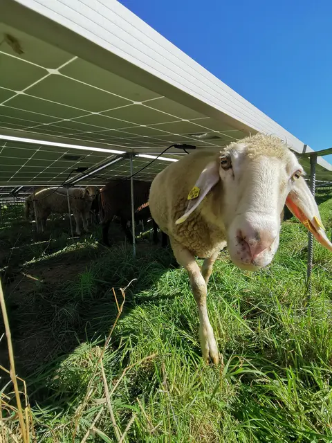 Auch Photovoltaik auf Dächern, Parkplätzen oder Freiflächen gehören heute zum Portfolio. | Foto: W.E.B Windenergie AG