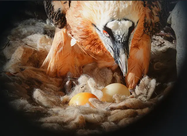 Das Ei des Bartgeierpaares zerbrach. Das Tierpflegeteam handelte umgehend und legte zwei Attrappen-Eier in den Horst. Romeo und Juliet akzeptierten diese sofort und setzten ihr Brutverhalten fort, | Foto: Christine Moosbrugger