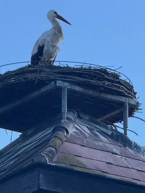 Am Rosenmontag wurde der erste Storch in Sankt Martin in der Wart gesichtet. | Foto: Josef Klepits
